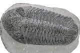 Large, Prone Drotops Trilobite - Mrakib, Morocco #235801-1